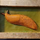 Spanish Slug (Arion vulgaris) Gold leaf and oil colour on wood H.9 x 13.5 x 5cms