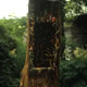 'Throne' 1989 Oil colour on poplar. Height 2.44 m